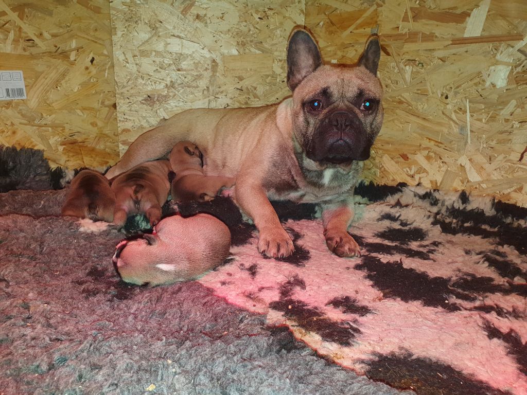 chiot Bouledogue français De La Terre D'Oslo