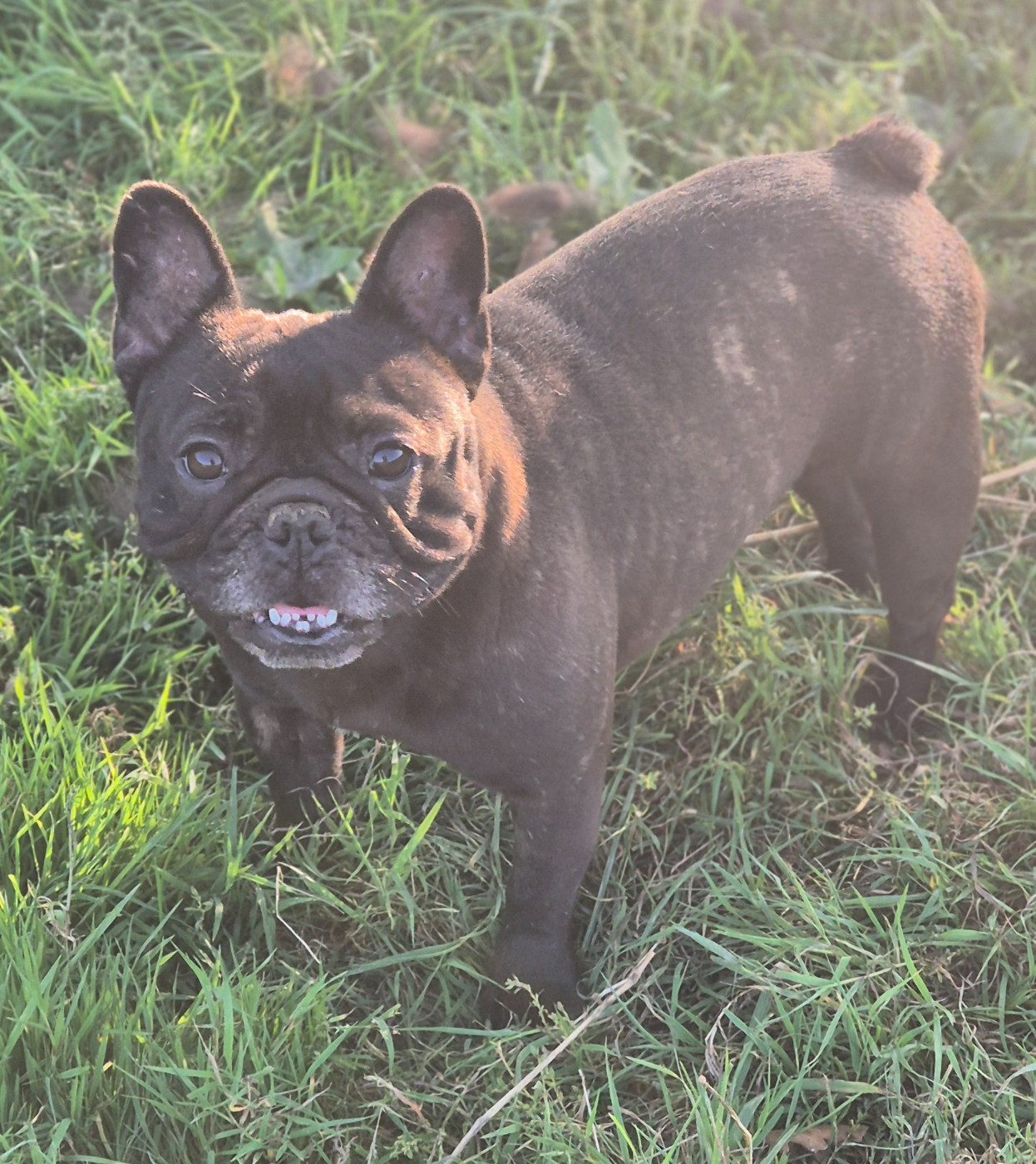 Ugette (Sans Affixe)