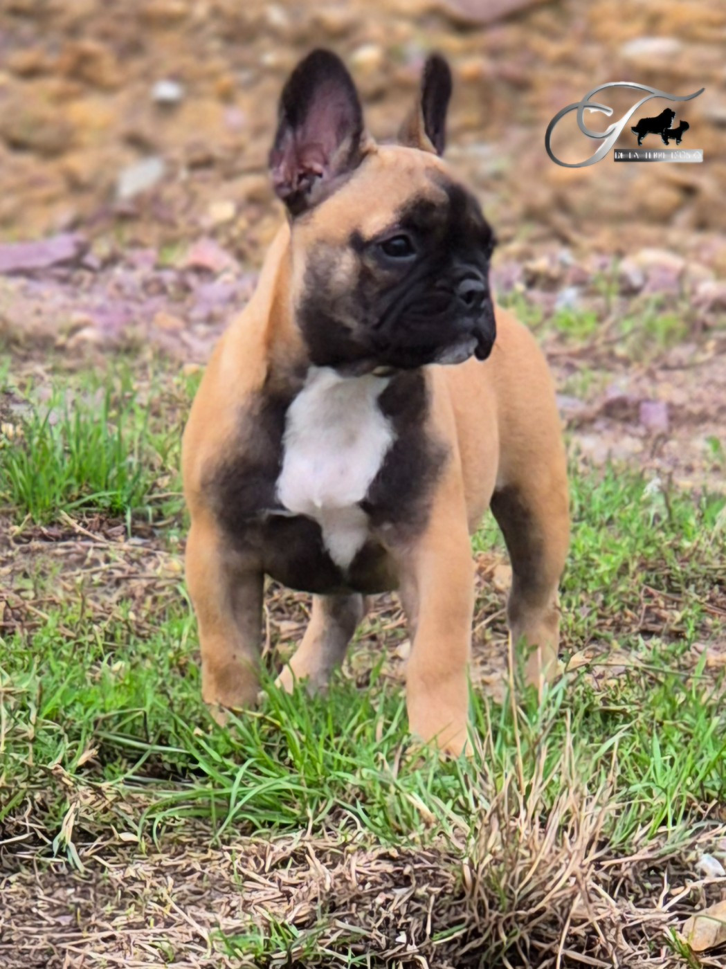 Absolem  De La Terre D'Oslo