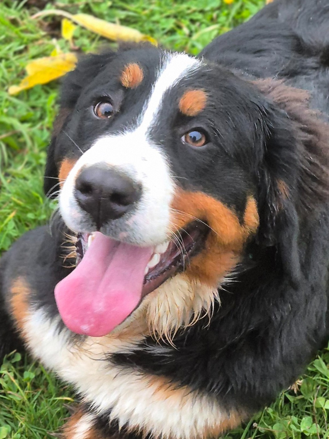 Appy Des Terres De Pag