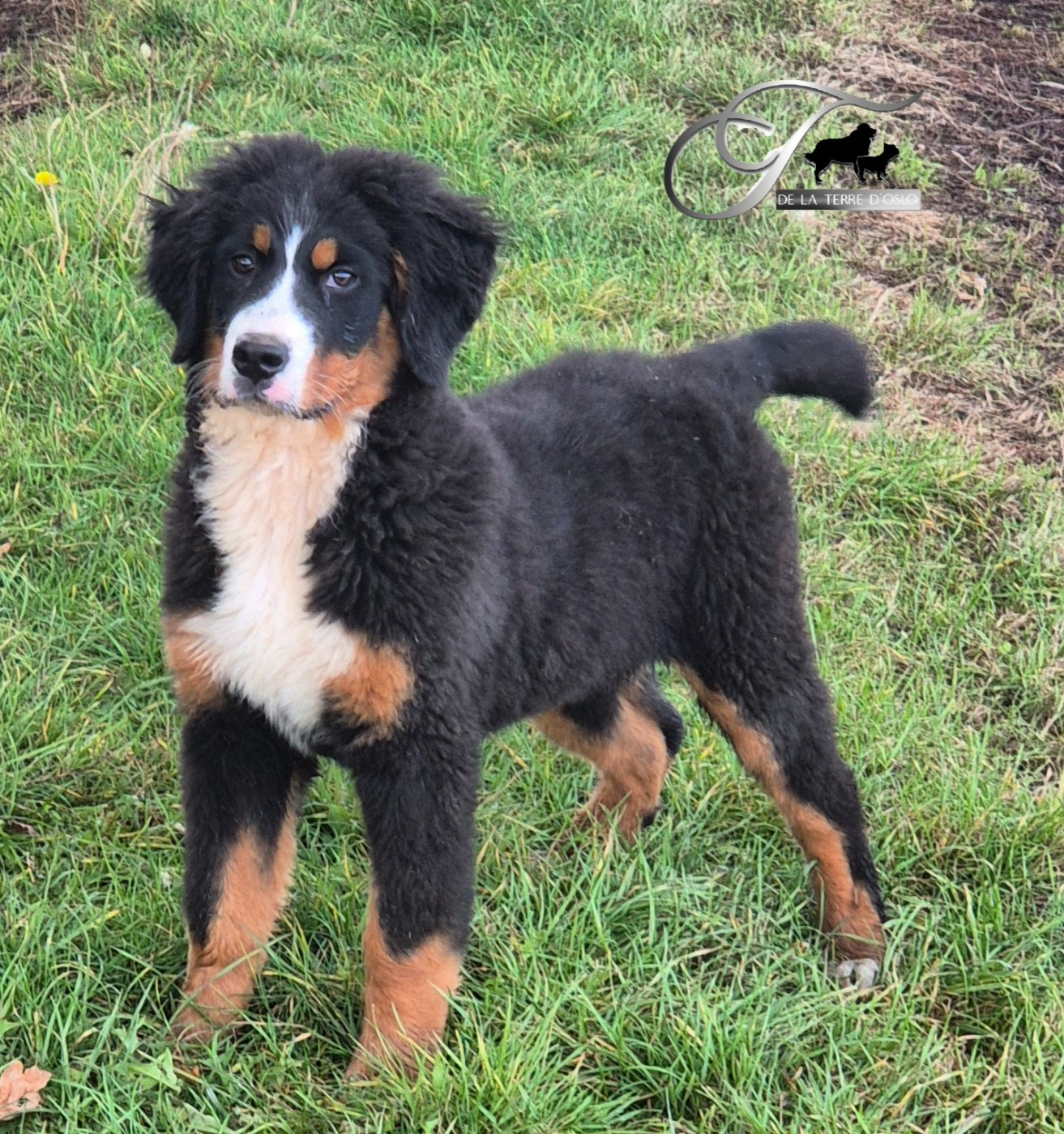 All For Me De La Terre D'Oslo