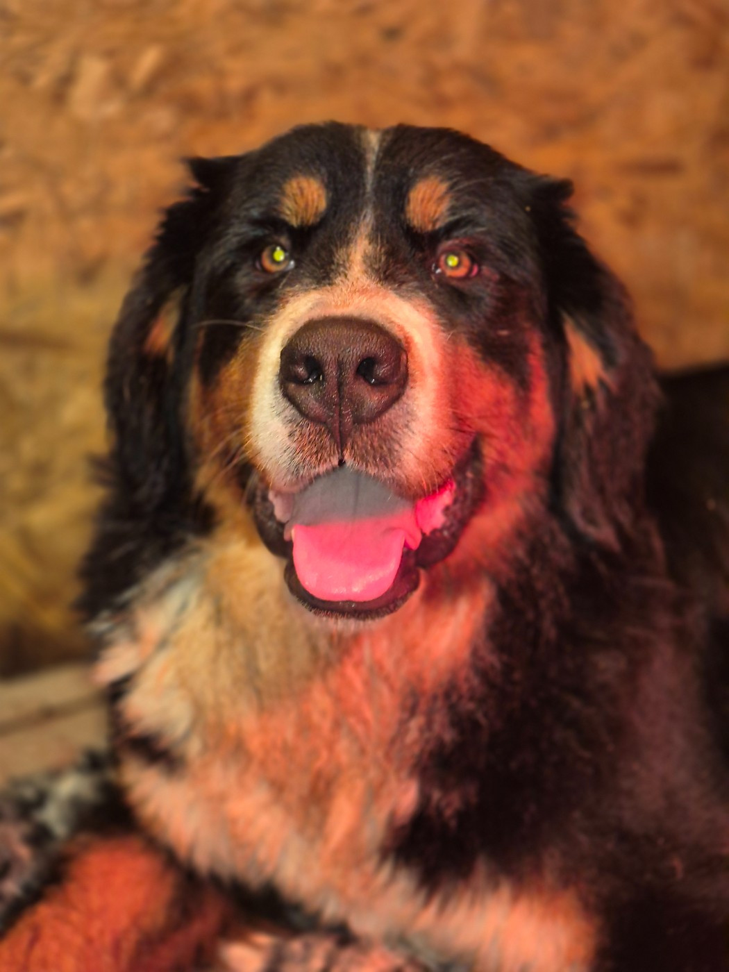 Vendetta De La Terre D'Oslo