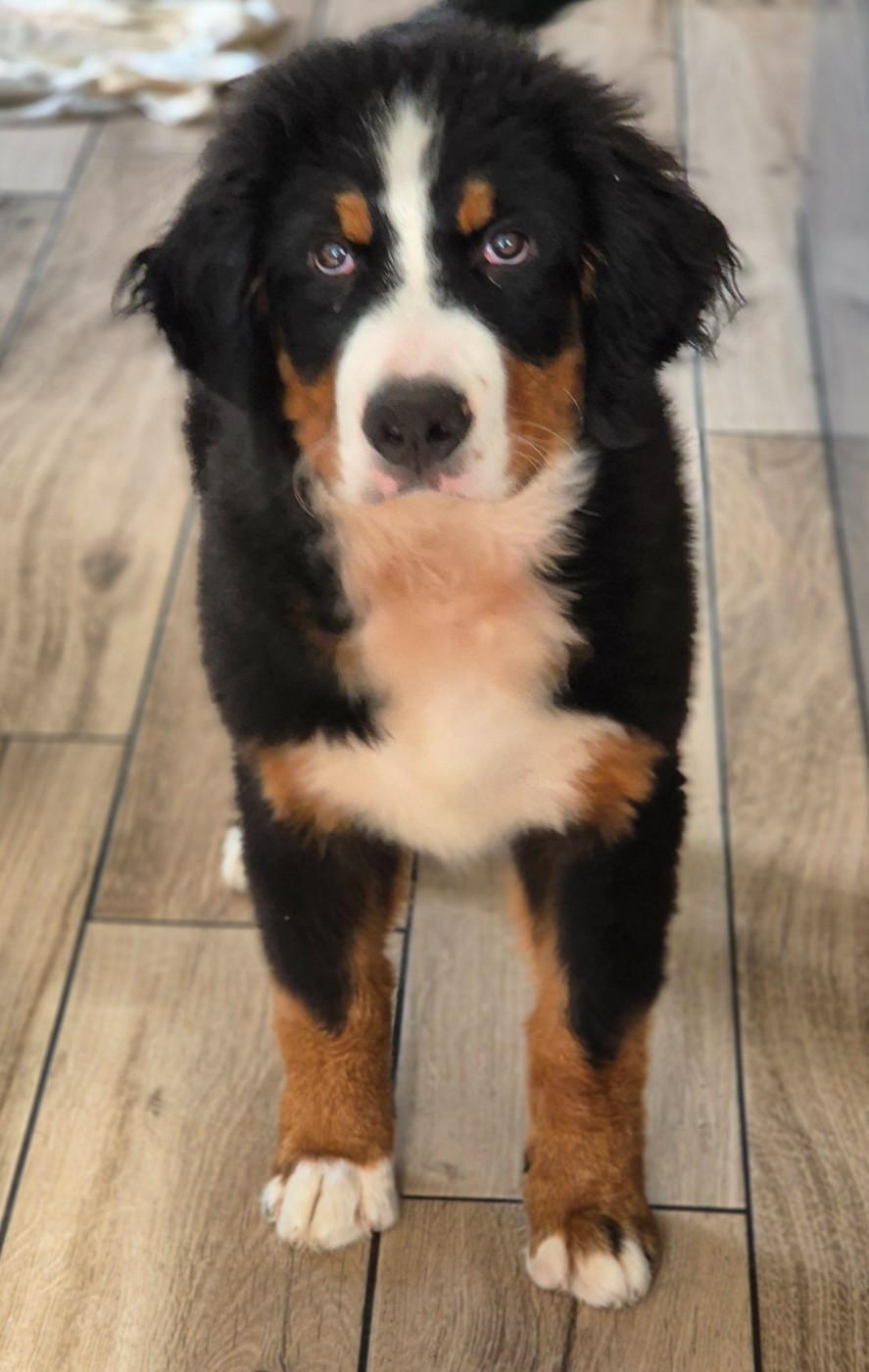 Athanor De La Terre D'Oslo