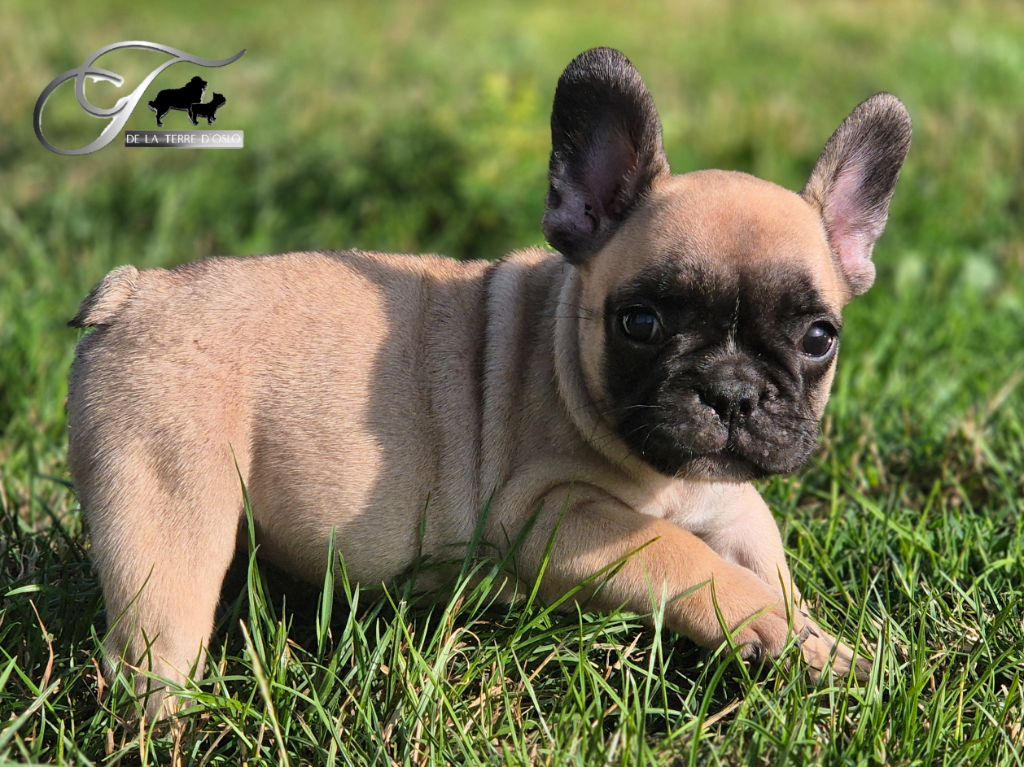 De La Terre D'Oslo - Chiots disponibles - Bouledogue français
