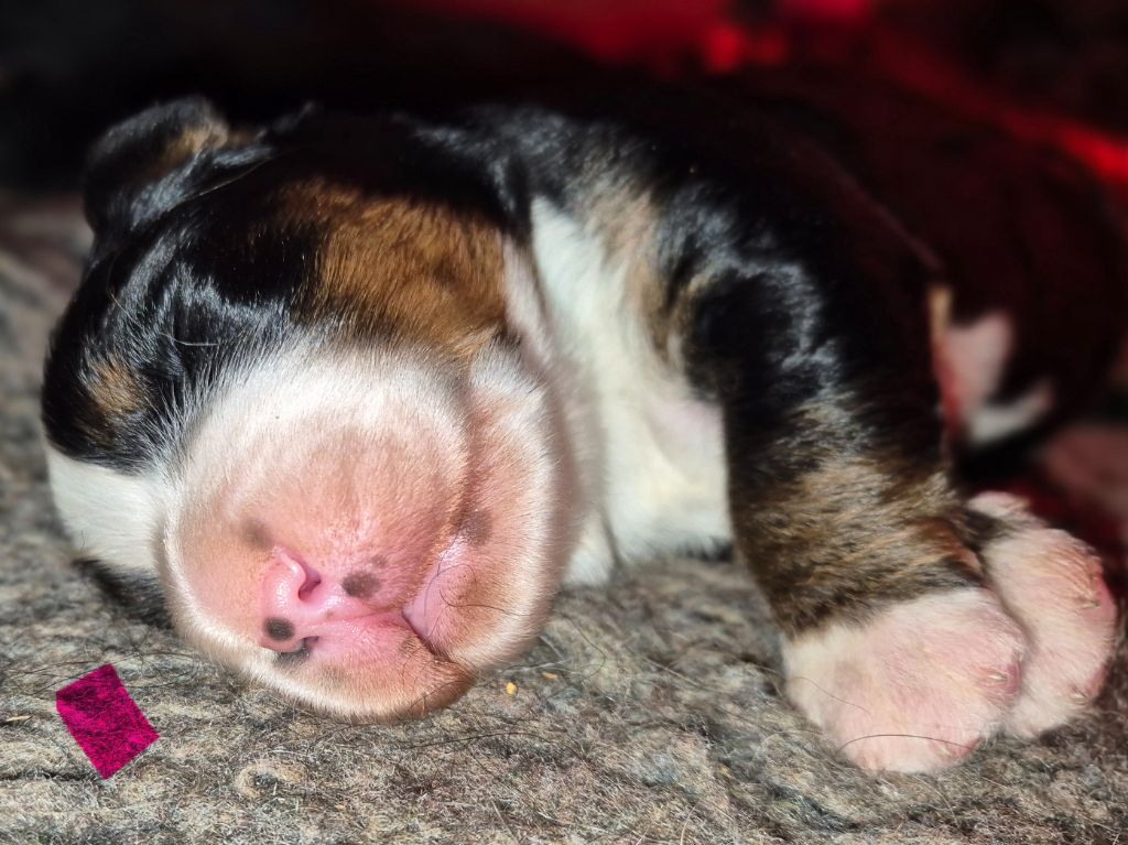 De La Terre D'Oslo - Chiots disponibles - Bouvier Bernois