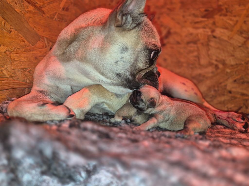 Chiot Bouledogue français De La Terre D'Oslo