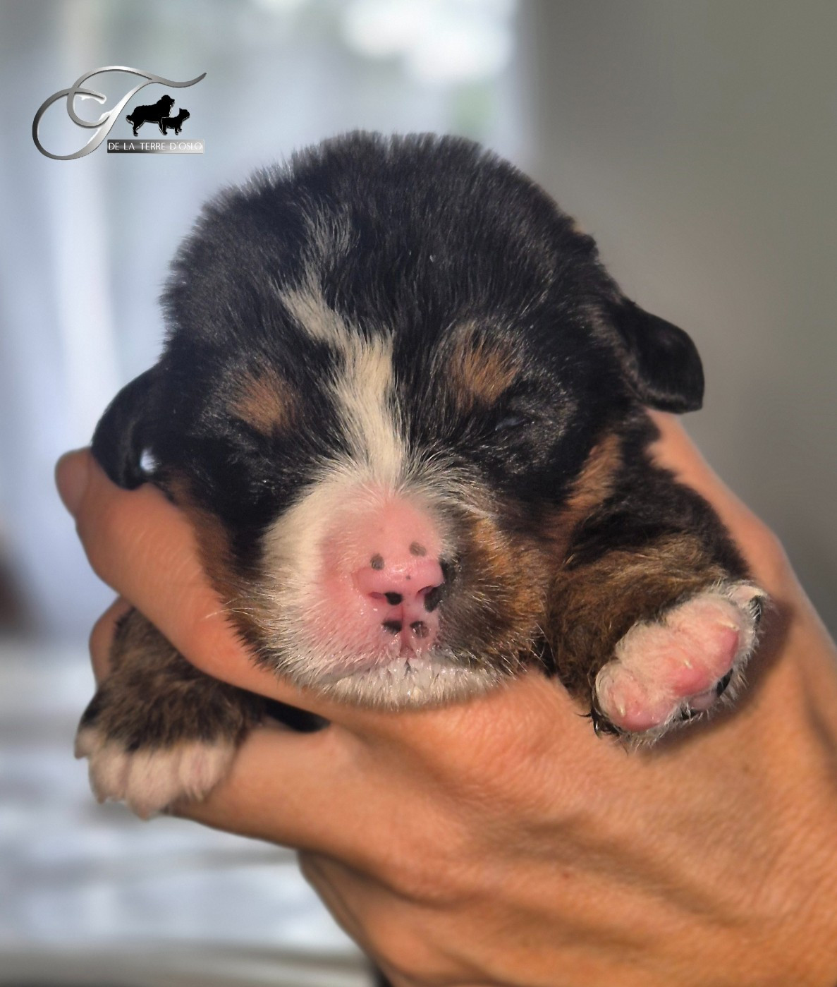 De La Terre D'Oslo - Chiots disponibles - Bouvier Bernois