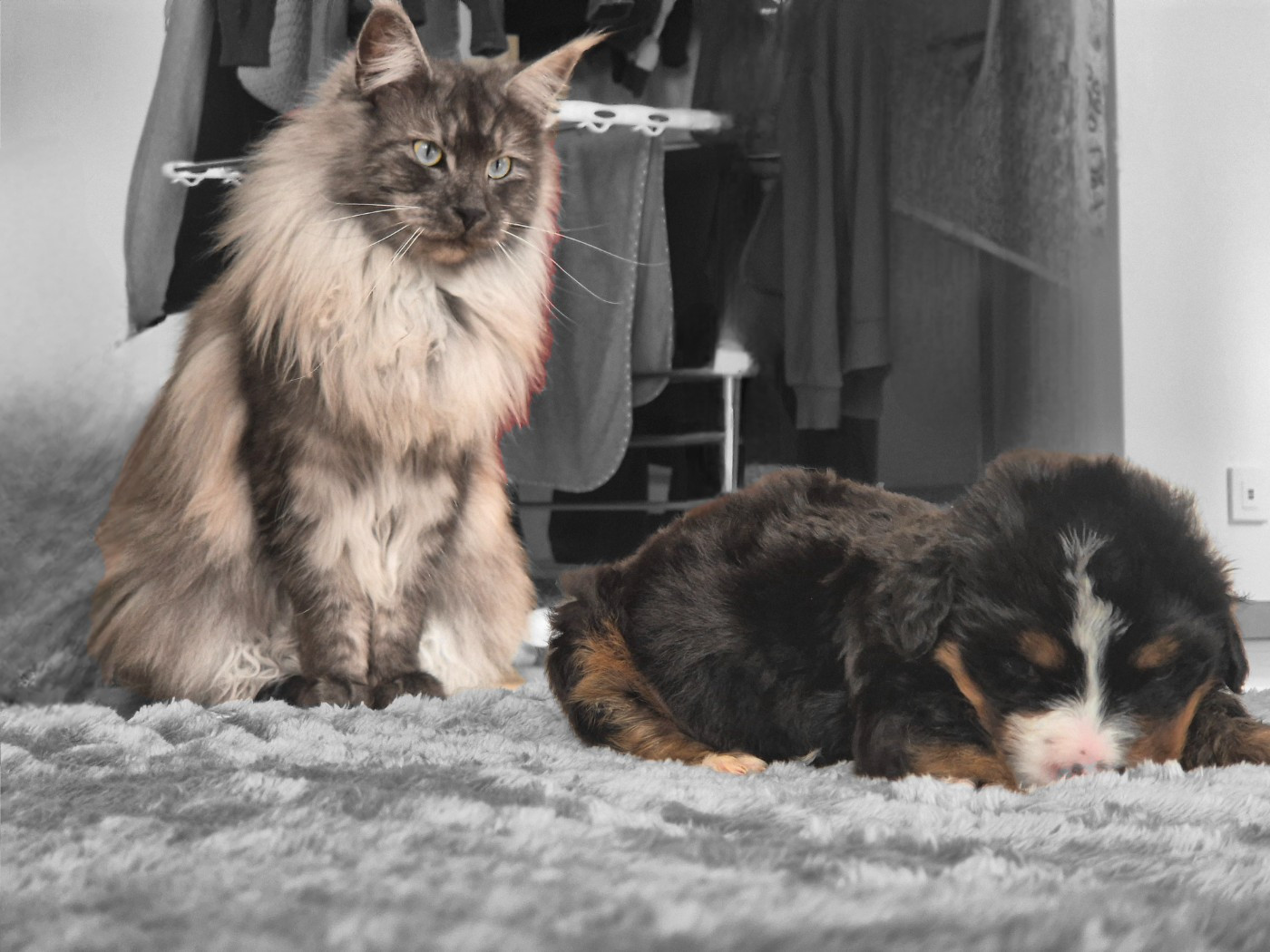 De La Terre D'Oslo - Bouvier Bernois - Portée née le 13/10/2025