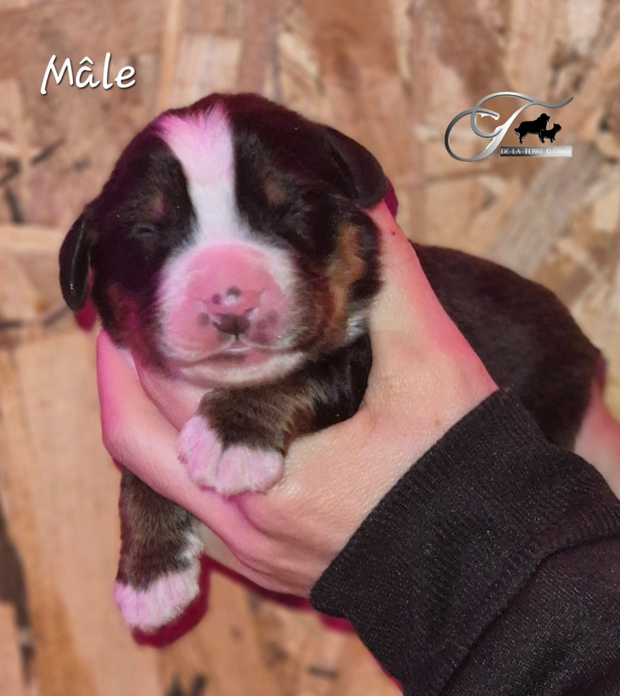 De La Terre D'Oslo - Chiots disponibles - Bouvier Bernois