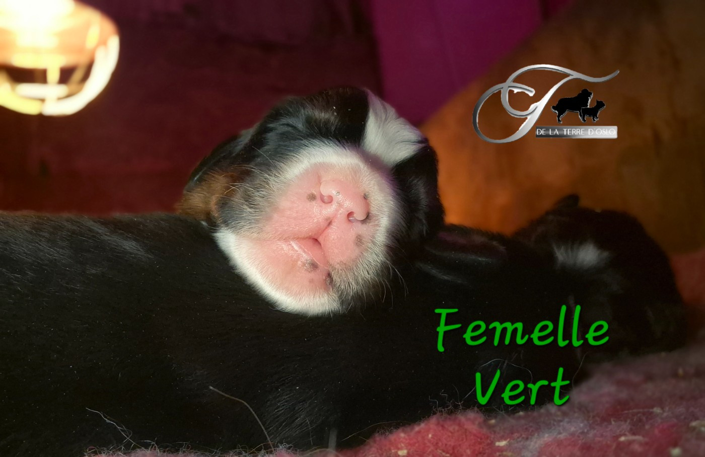 De La Terre D'Oslo - Chiots disponibles - Bouvier Bernois