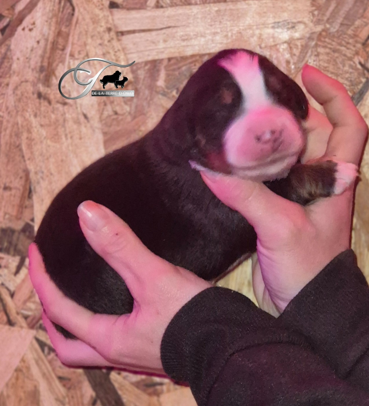 De La Terre D'Oslo - Chiots disponibles - Bouvier Bernois