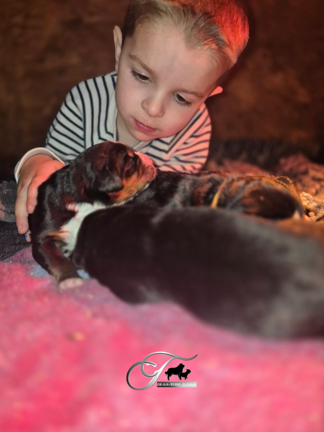 De La Terre D'Oslo - Bouvier Bernois - Portée née le 10/03/2026