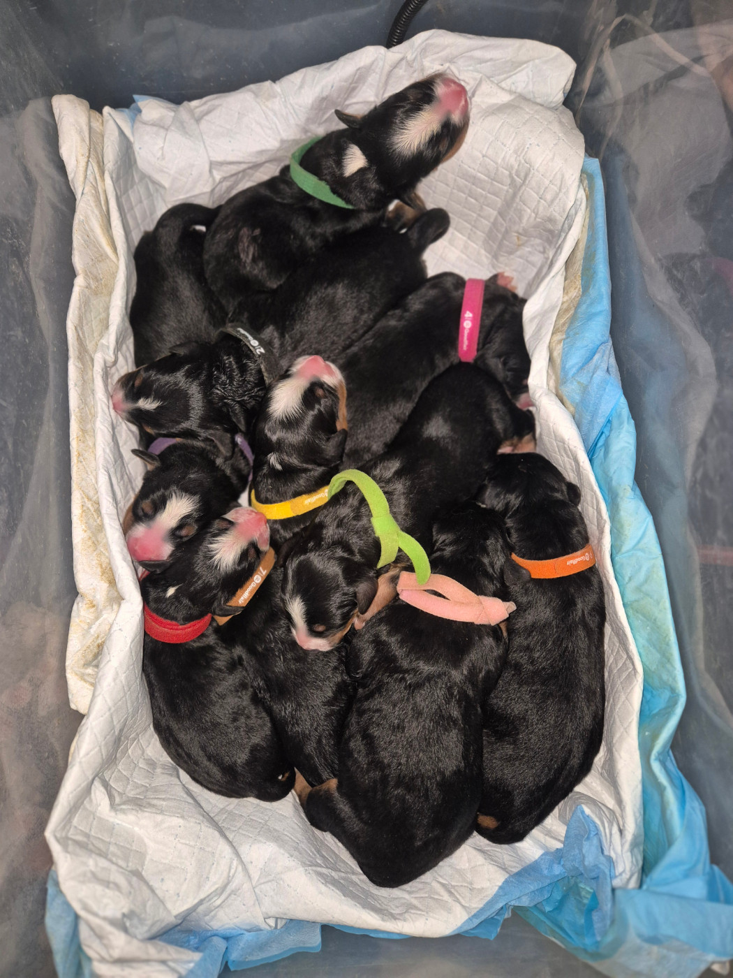 De La Terre D'Oslo - Chiots disponibles - Bouvier Bernois