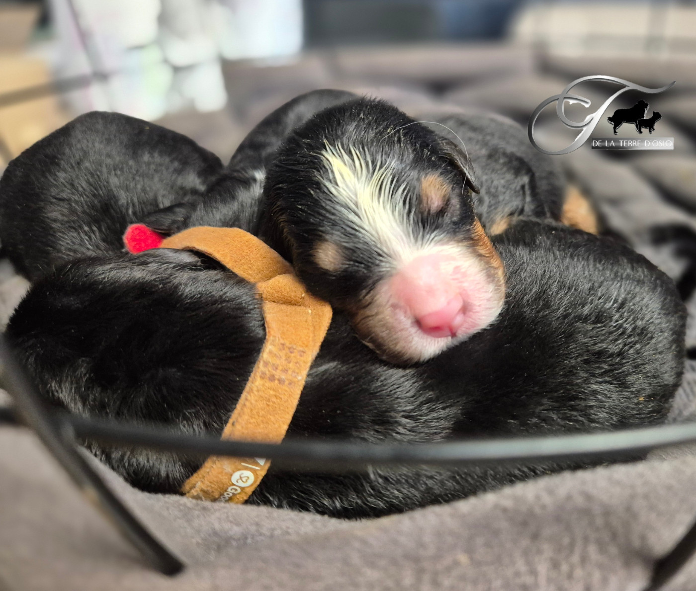 De La Terre D'Oslo - Chiots disponibles - Bouvier Bernois