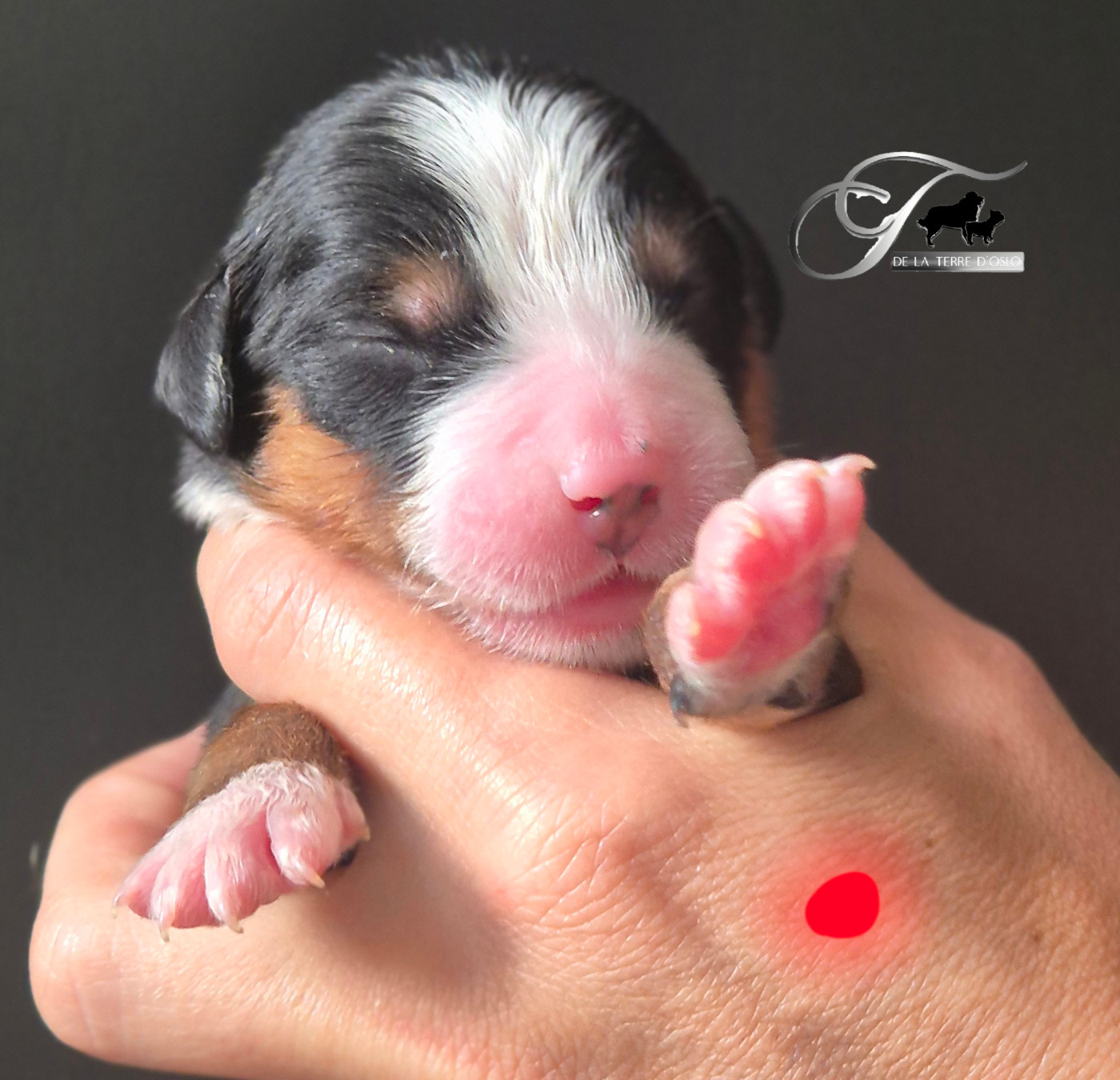 De La Terre D'Oslo - Chiots disponibles - Bouvier Bernois