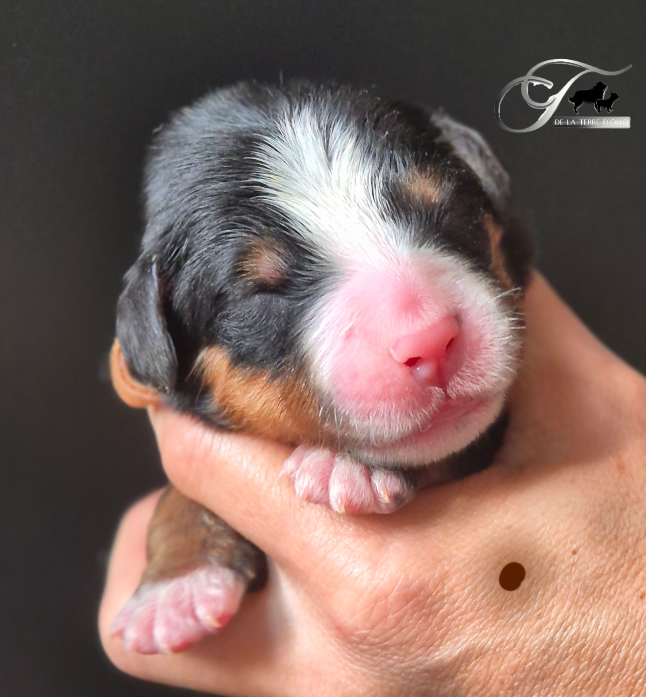 De La Terre D'Oslo - Chiots disponibles - Bouvier Bernois