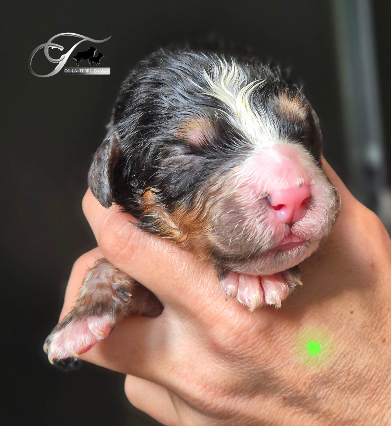 De La Terre D'Oslo - Chiots disponibles - Bouvier Bernois