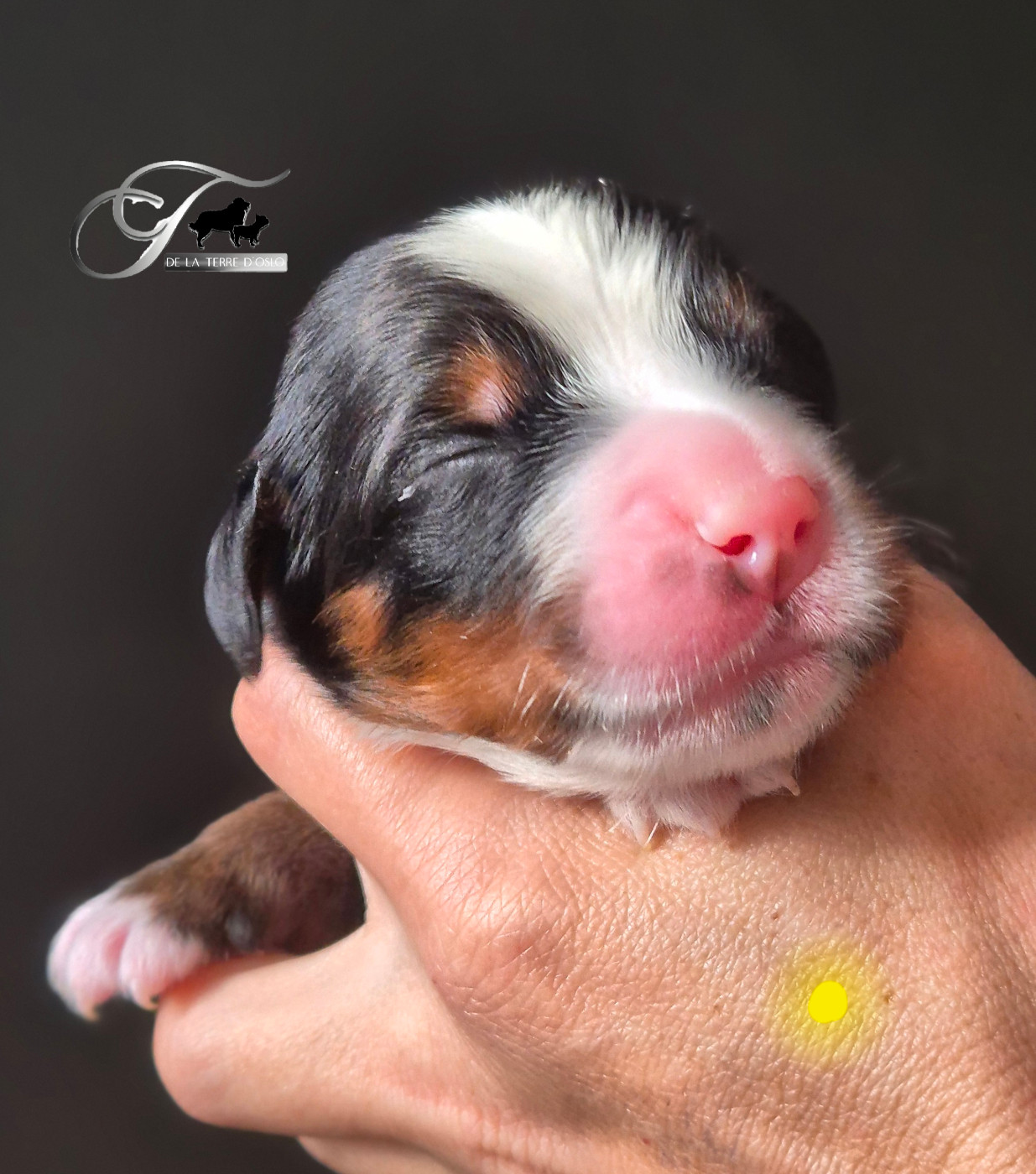 De La Terre D'Oslo - Chiots disponibles - Bouvier Bernois