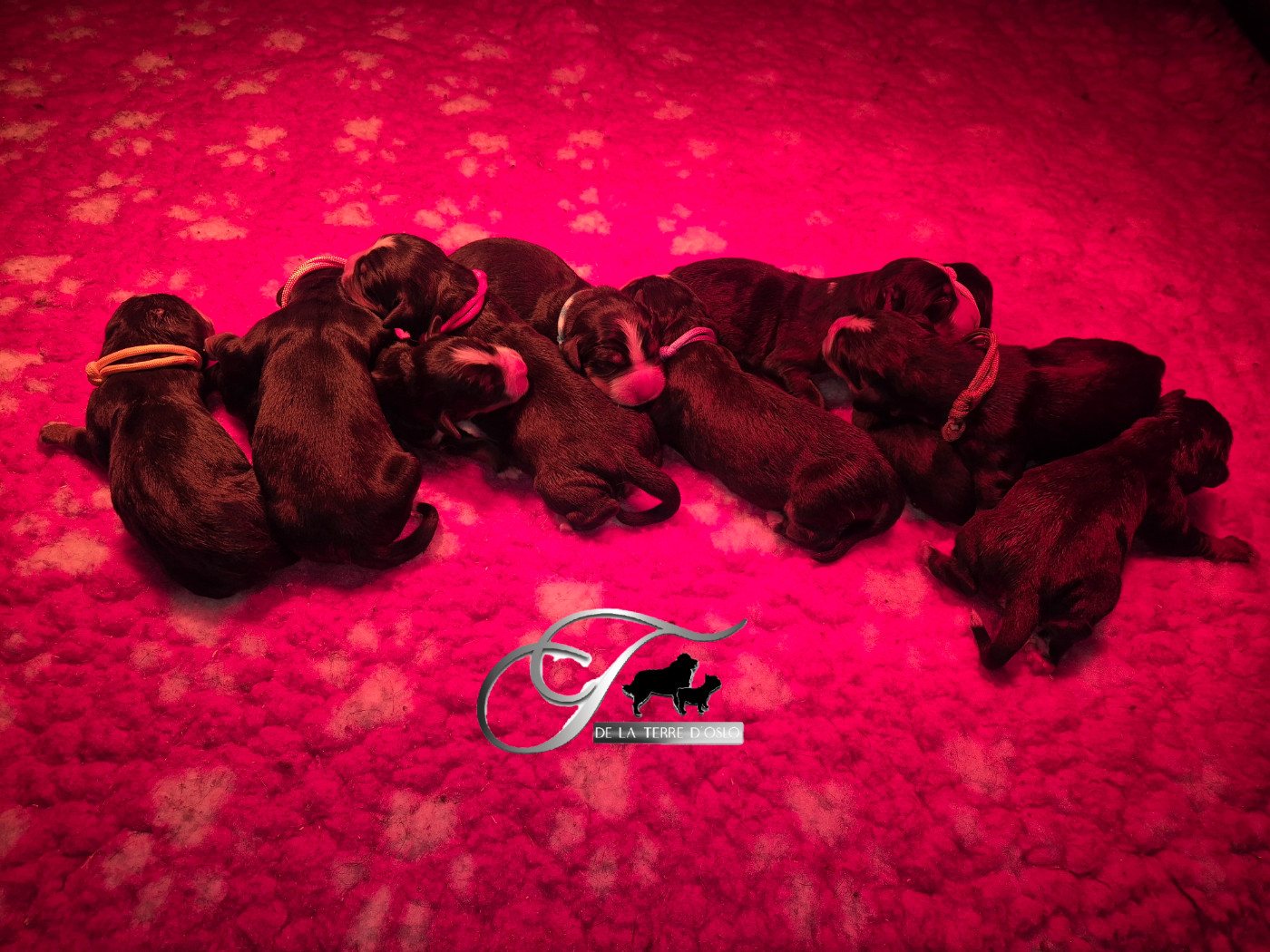 De La Terre D'Oslo - Chiots disponibles - Bouvier Bernois