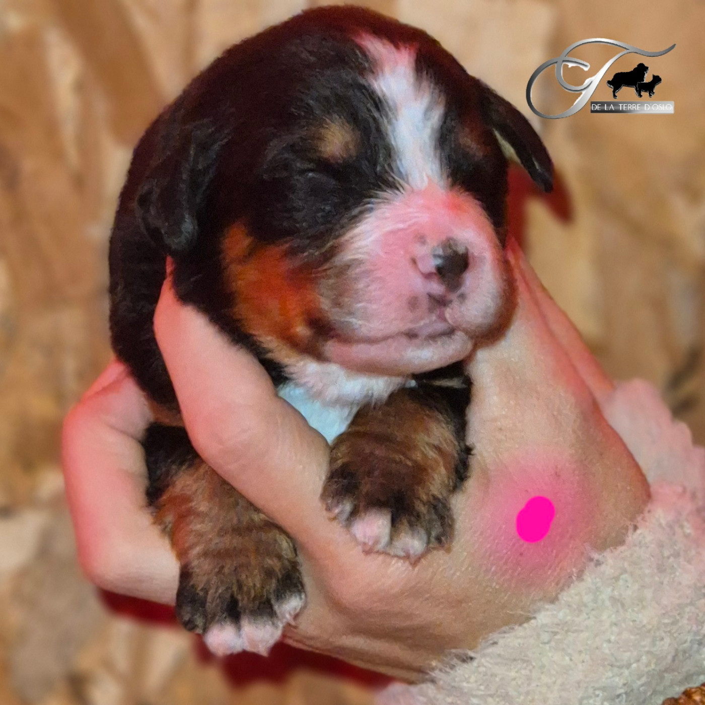 De La Terre D'Oslo - Chiots disponibles - Bouvier Bernois