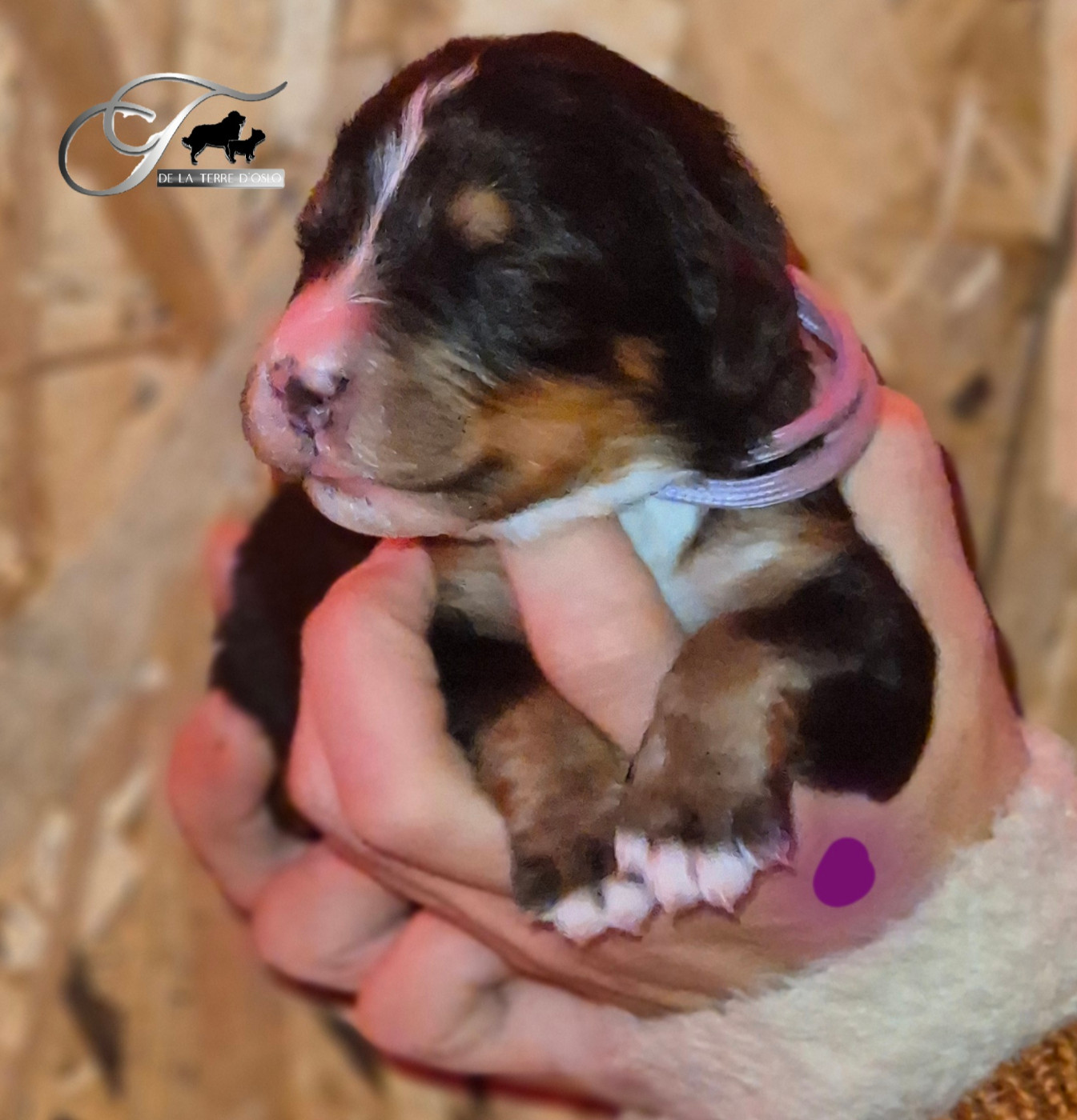 De La Terre D'Oslo - Chiots disponibles - Bouvier Bernois