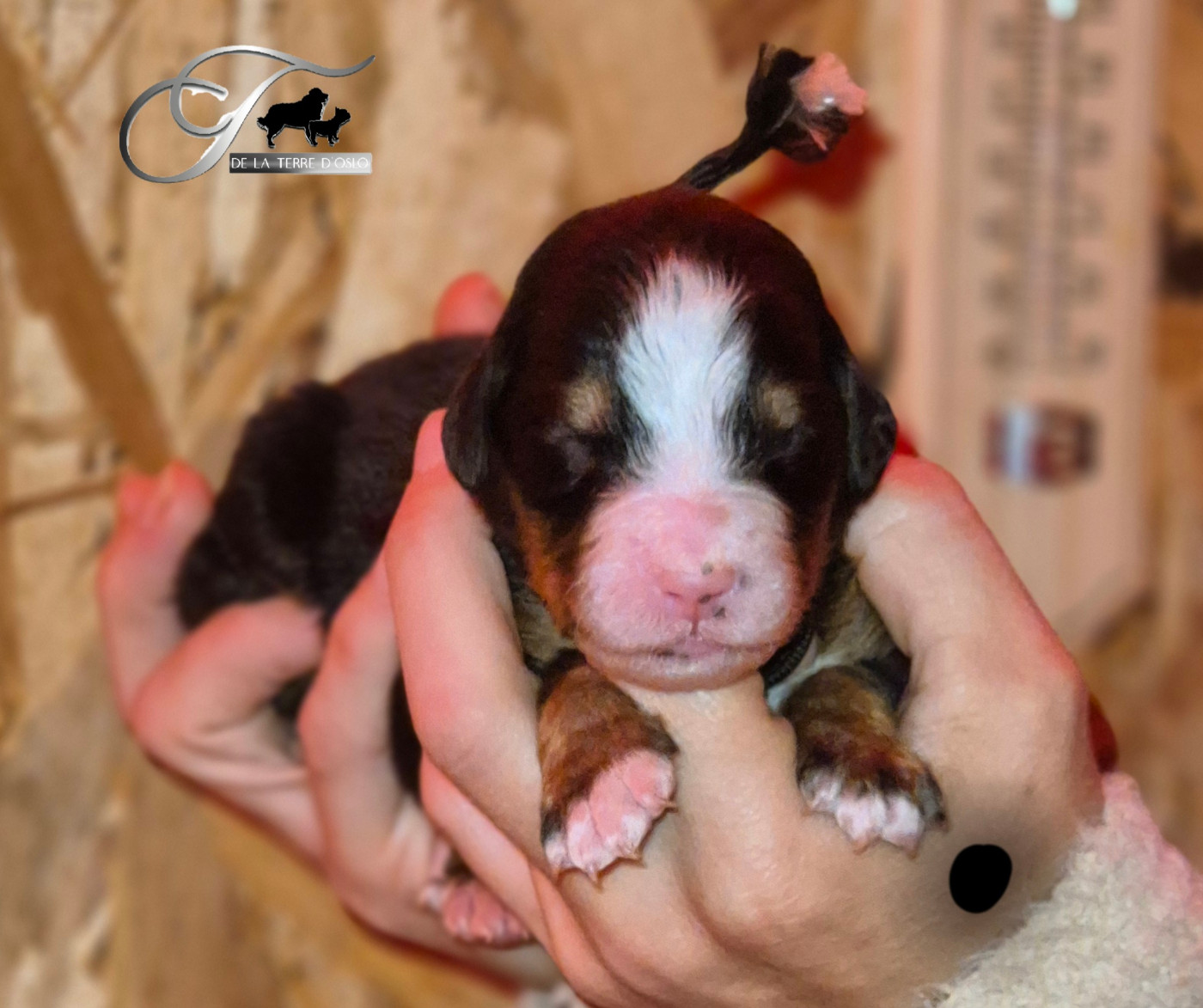 De La Terre D'Oslo - Chiots disponibles - Bouvier Bernois