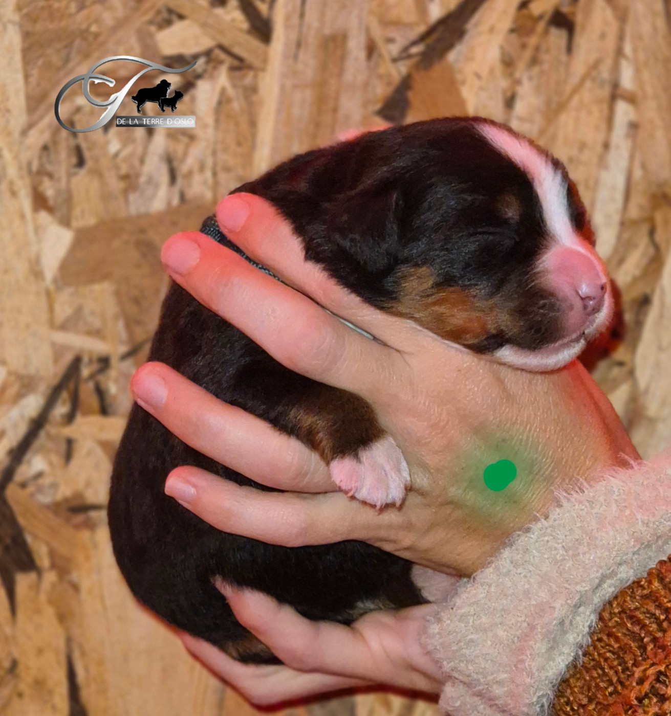 De La Terre D'Oslo - Chiots disponibles - Bouvier Bernois