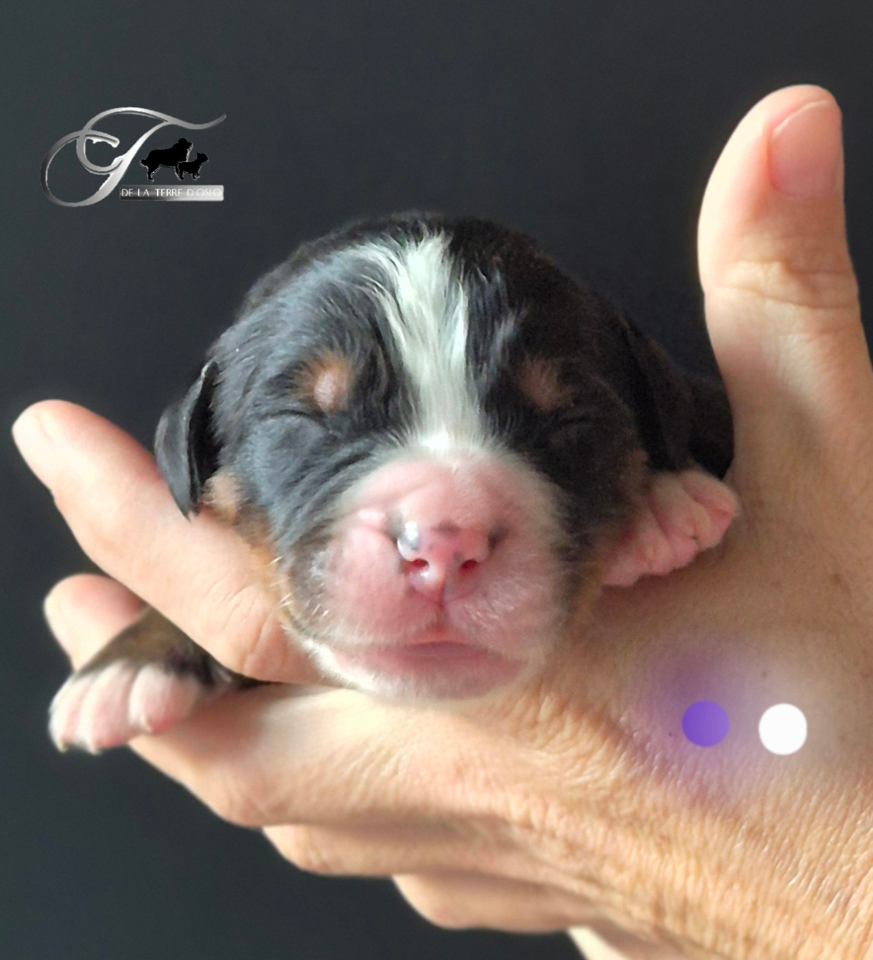 De La Terre D'Oslo - Chiots disponibles - Bouvier Bernois
