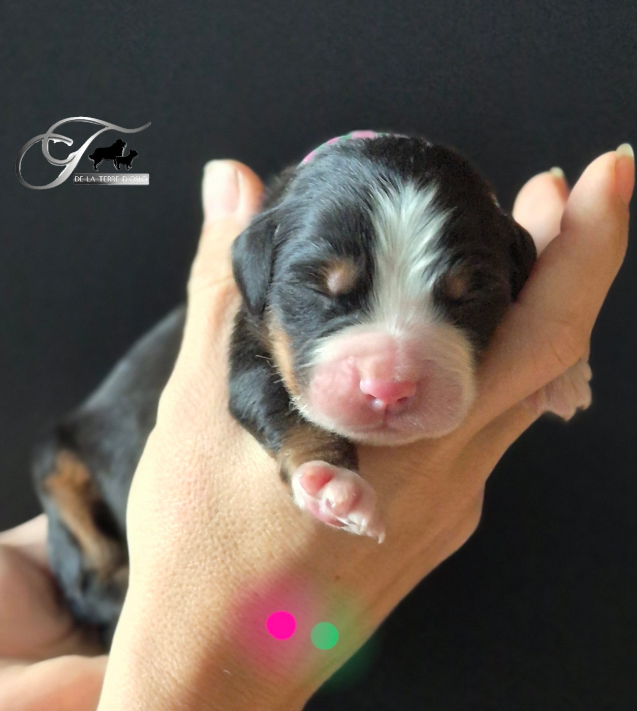 De La Terre D'Oslo - Chiots disponibles - Bouvier Bernois