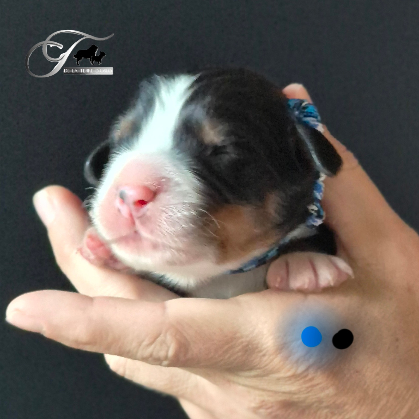 De La Terre D'Oslo - Chiots disponibles - Bouvier Bernois