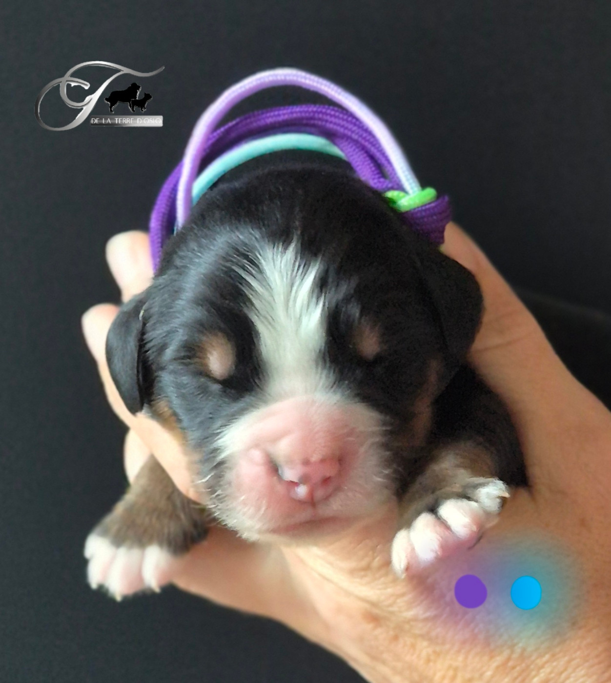 De La Terre D'Oslo - Chiots disponibles - Bouvier Bernois
