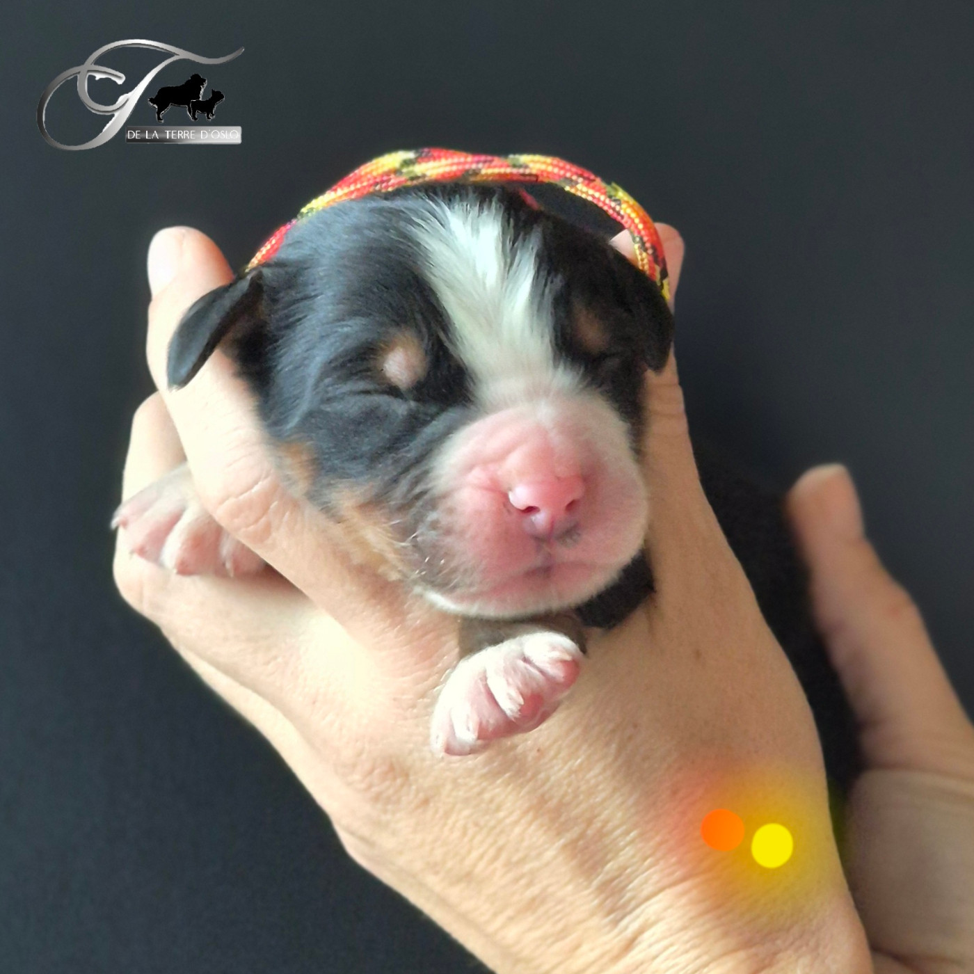 De La Terre D'Oslo - Chiots disponibles - Bouvier Bernois