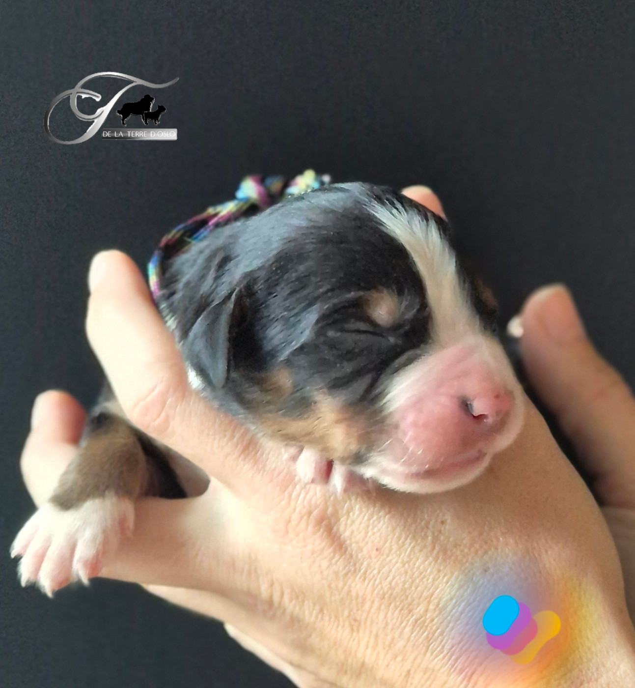 De La Terre D'Oslo - Chiots disponibles - Bouvier Bernois