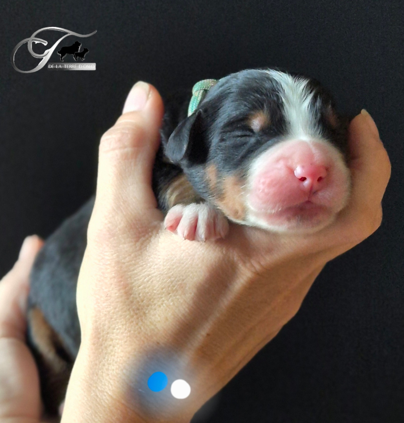 De La Terre D'Oslo - Chiots disponibles - Bouvier Bernois