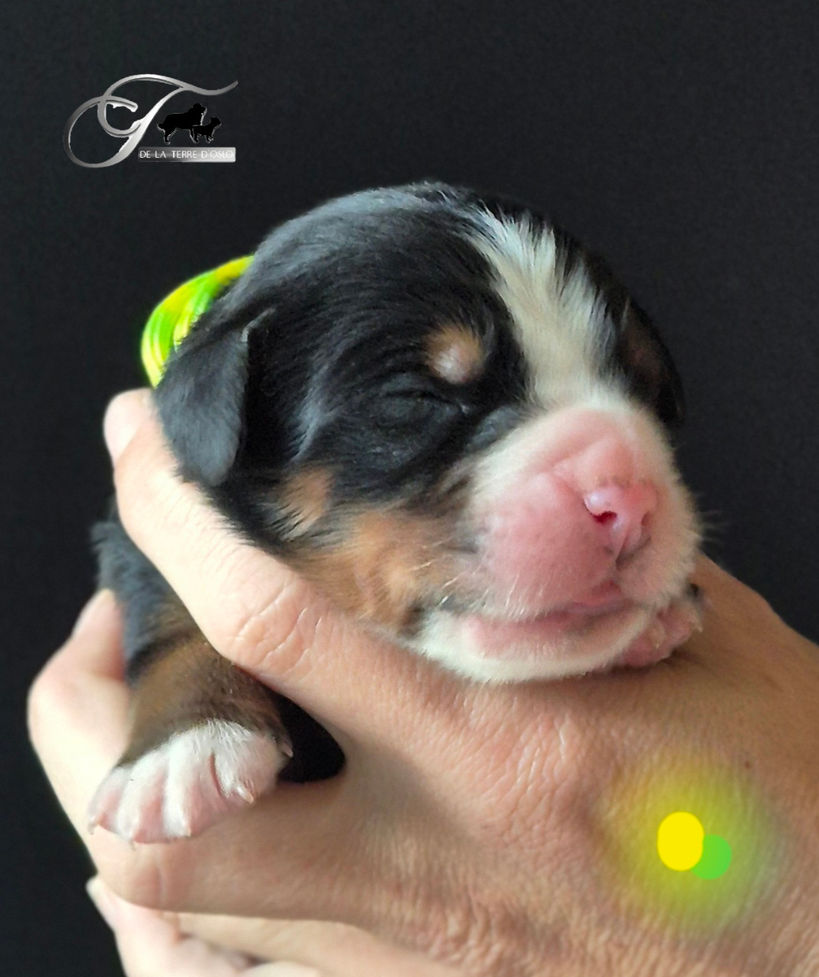 De La Terre D'Oslo - Chiots disponibles - Bouvier Bernois