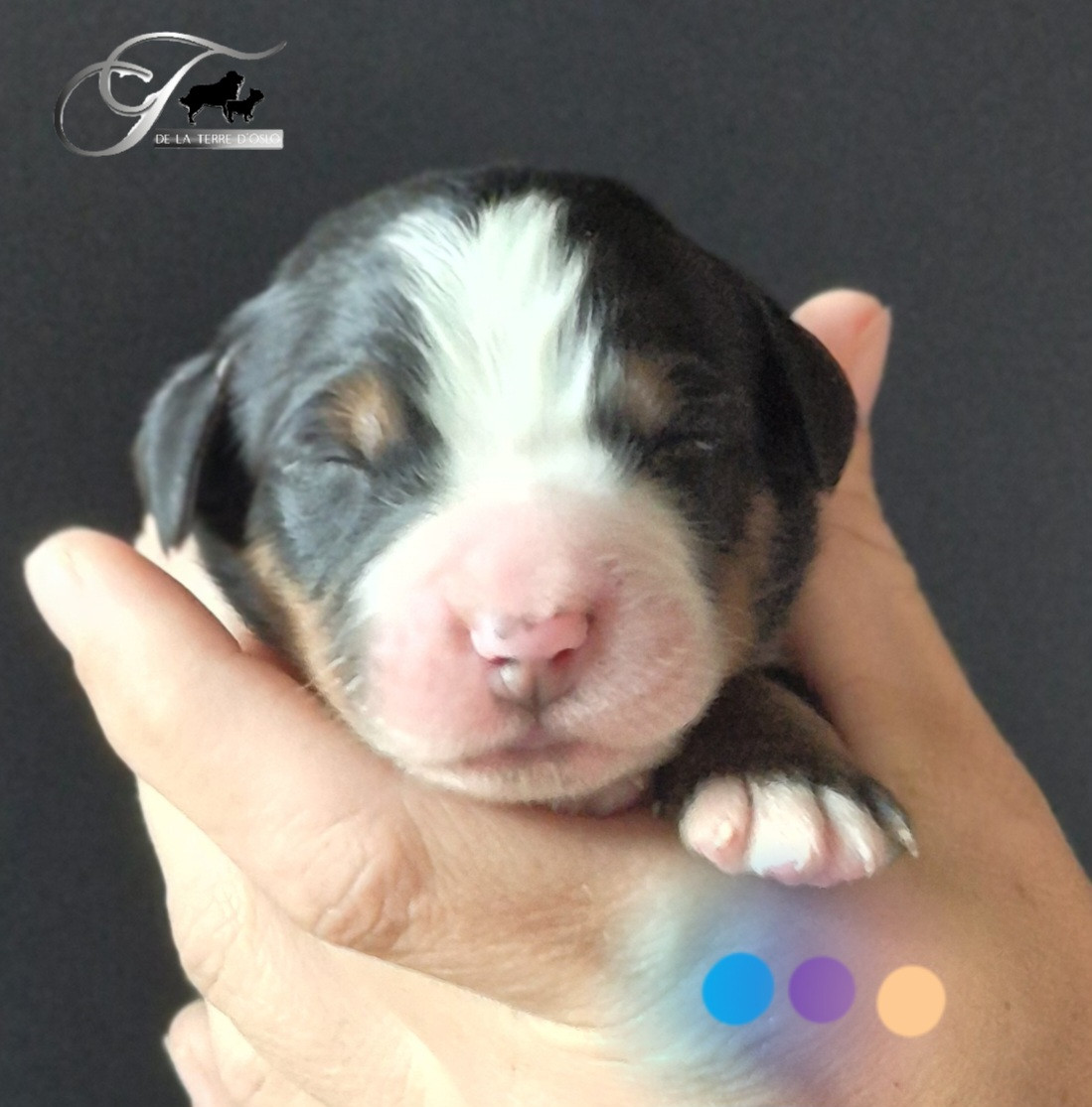 De La Terre D'Oslo - Chiots disponibles - Bouvier Bernois
