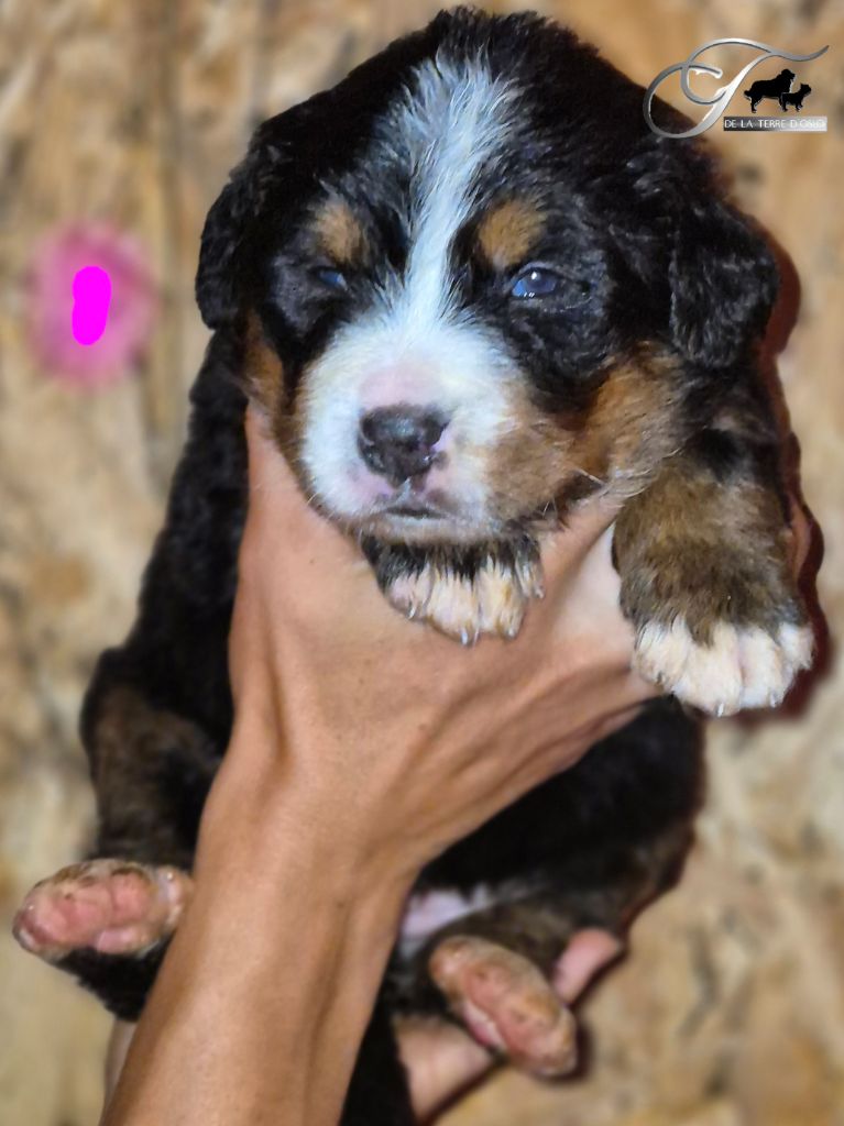 De La Terre D'Oslo - Chiots disponibles - Bouvier Bernois