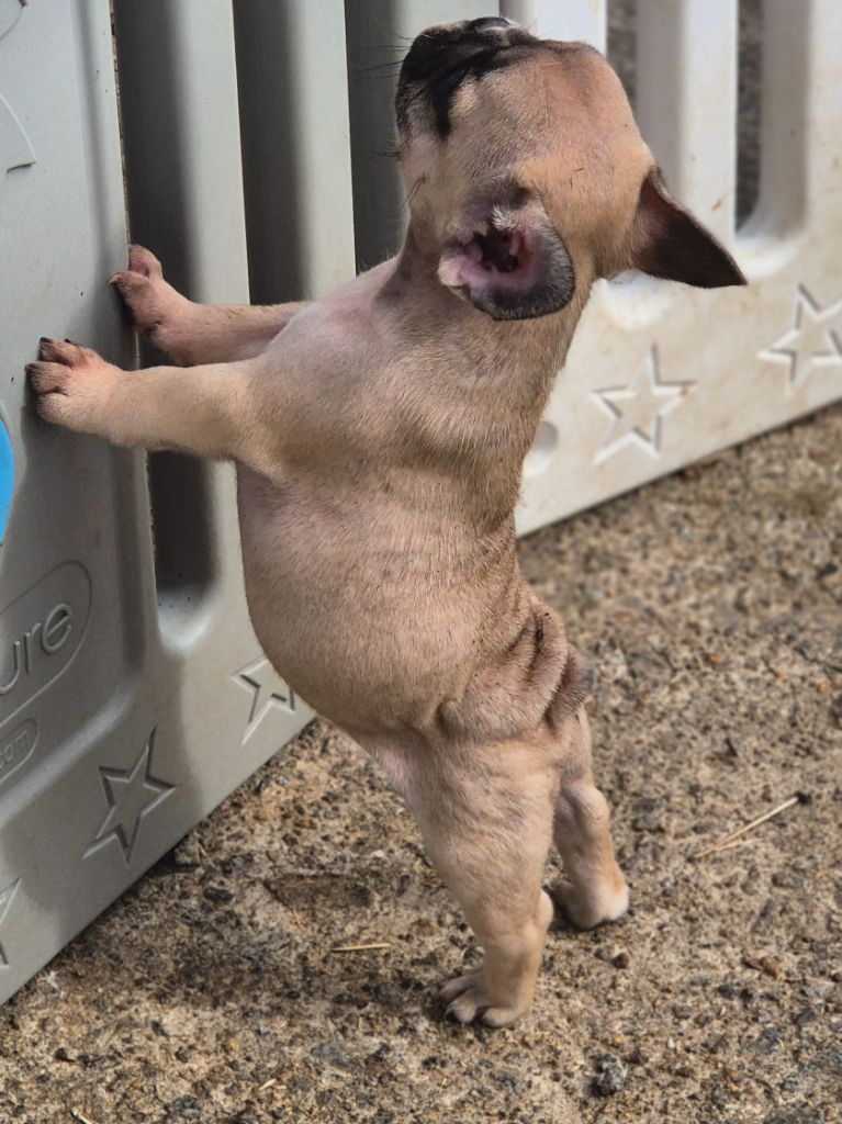 De La Terre D'Oslo - Chiots disponibles - Bouledogue français
