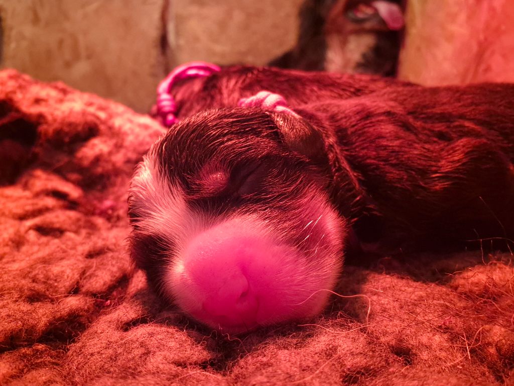 De La Terre D'Oslo - Chiots disponibles - Bouvier Bernois