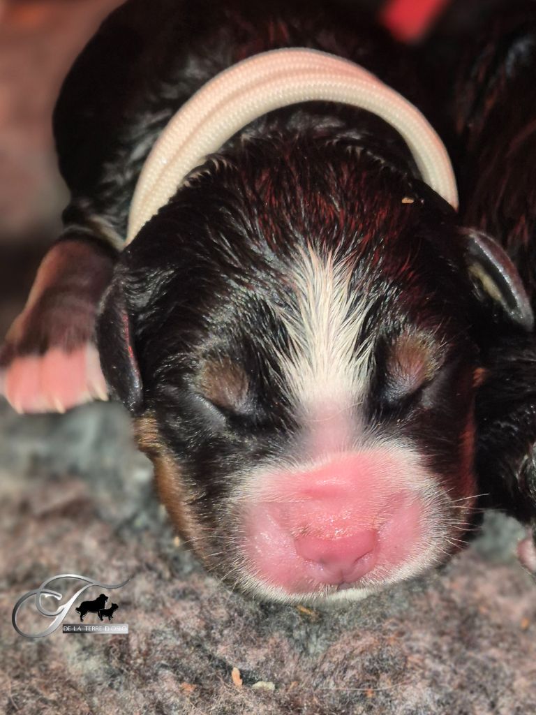 De La Terre D'Oslo - Chiots disponibles - Bouvier Bernois