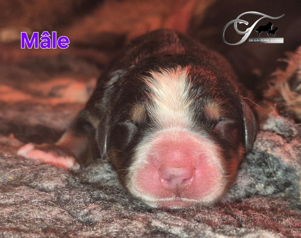 De La Terre D'Oslo - Chiots disponibles - Bouvier Bernois