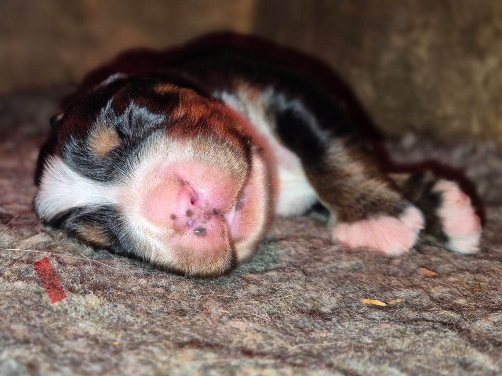 De La Terre D'Oslo - Chiots disponibles - Bouvier Bernois