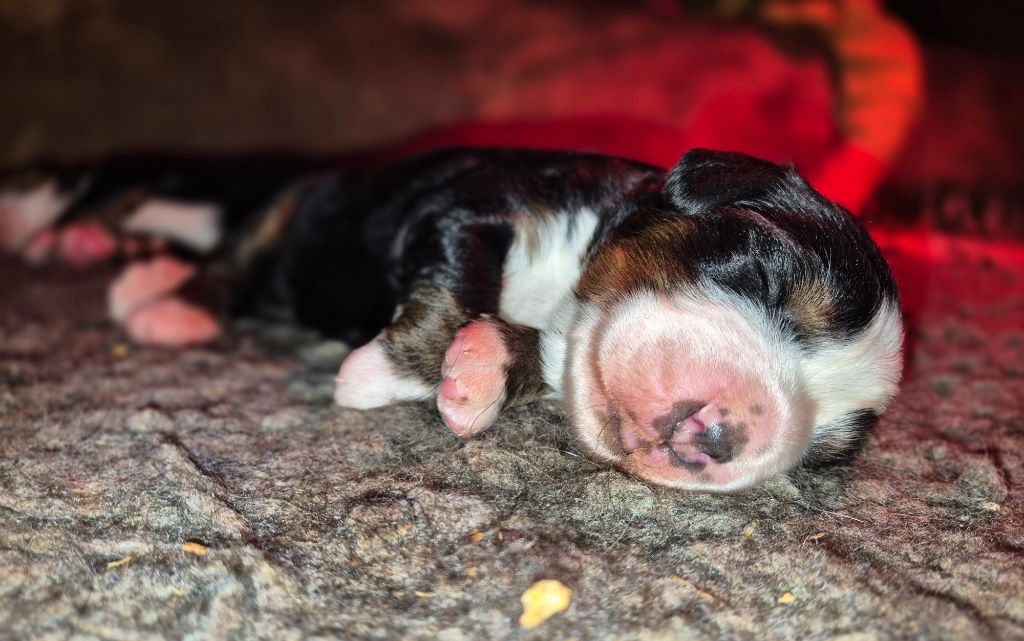 De La Terre D'Oslo - Chiots disponibles - Bouvier Bernois