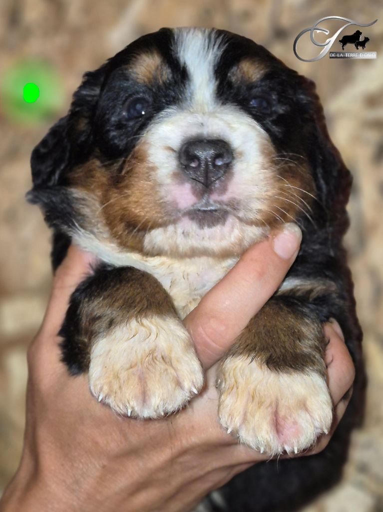 De La Terre D'Oslo - Chiots disponibles - Bouvier Bernois