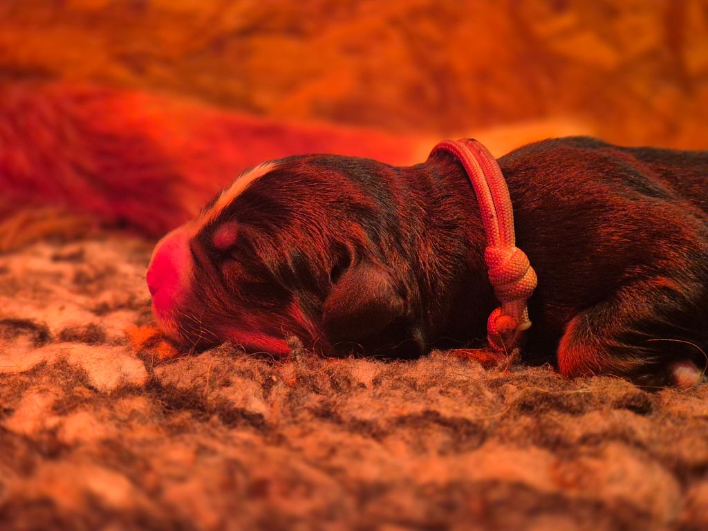 De La Terre D'Oslo - Chiots disponibles - Bouvier Bernois