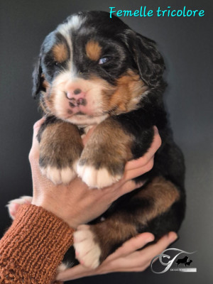 Bastet