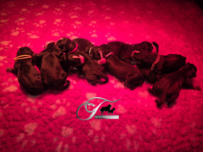CHIOT 8