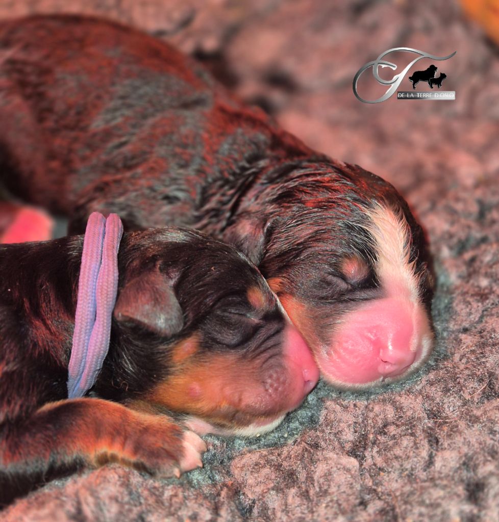 De La Terre D'Oslo - Chiots disponibles - Bouvier Bernois