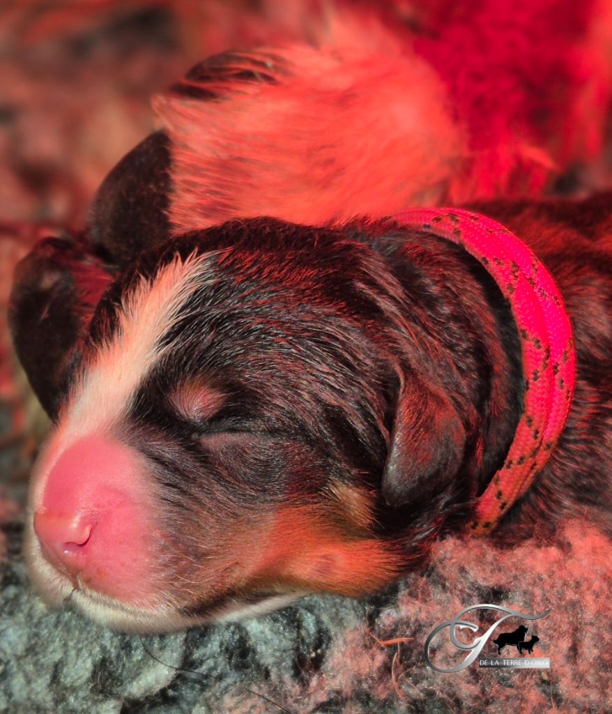 De La Terre D'Oslo - Chiots disponibles - Bouvier Bernois