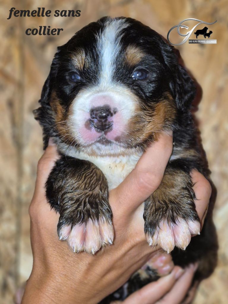 De La Terre D'Oslo - Chiots disponibles - Bouvier Bernois